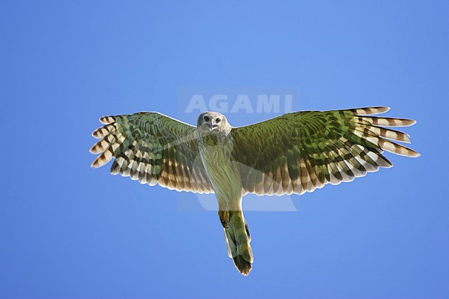 Blauwe Kiekendief; Hen Harrier; Circus cyaneus stock-image by Agami/Jari Peltomäki,