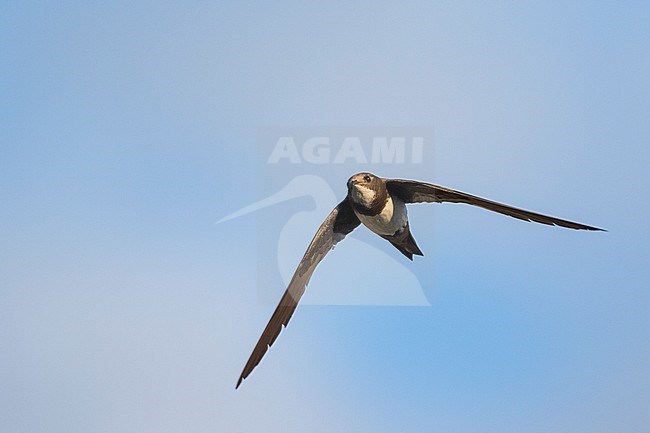 Alpine Swift - Alpensegler - Tachymarptis melba ssp. melba, Germany, adult stock-image by Agami/Ralph Martin,