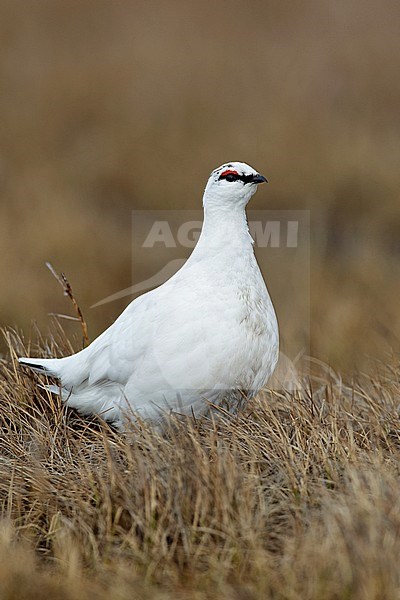 Adult male non-breeding 
Barrow, AK 
June 2010 stock-image by Agami/Brian E Small,