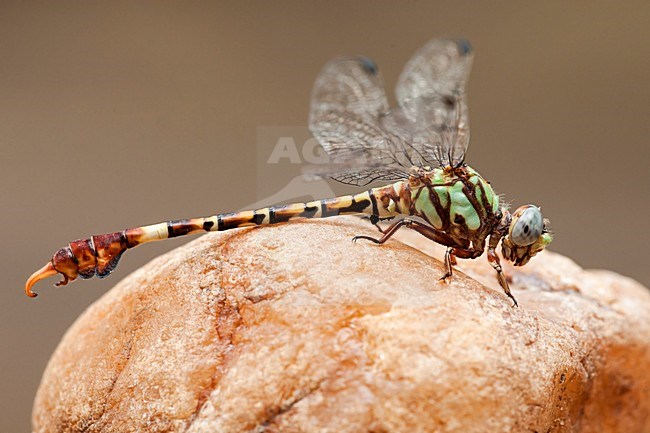 Mannetje Paragomphus elpidius, Male Corkscrew Hooktail stock-image by Agami/Wil Leurs,