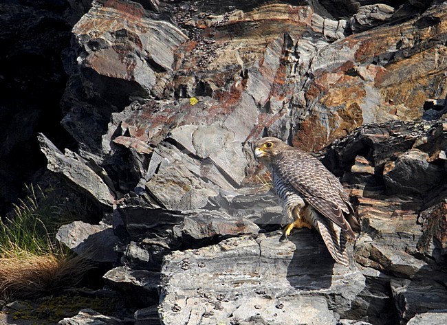 Giervalk zittend op rots; Gyrfalcon perched on rock stock-image by Agami/Markus Varesvuo,