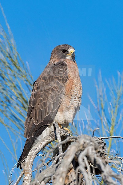 Adult (intermediate morph)
San Diego Co., CA
April 2023 stock-image by Agami/Brian E Small,