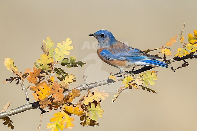 Adult male
Santa Barbara Co., CA
November 2022 stock-image by Agami/Brian E Small,