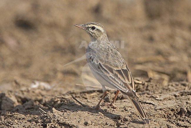 Tawny Pipit standing on the ground; Duinpieper zittend op de grond stock-image by Agami/Jari Peltomäki,