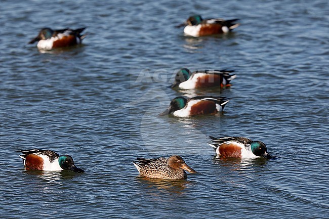 Slobeend; Northern Shoveler; Anas clypeata stock-image by Agami/Chris van Rijswijk,