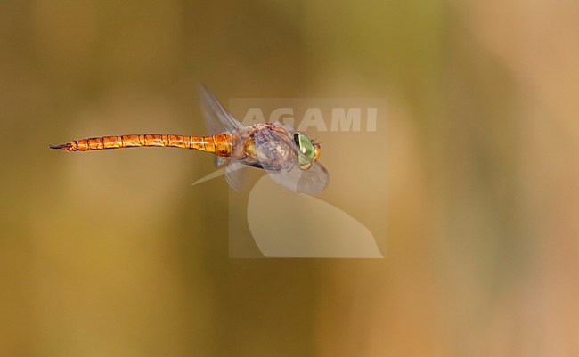Vliegende Imago Vroege glazenmaker (ssp. antehumeralis) ; Flying adult Green-eyed Hawker (ssp. antehumeralis) stock-image by Agami/Fazal Sardar,
