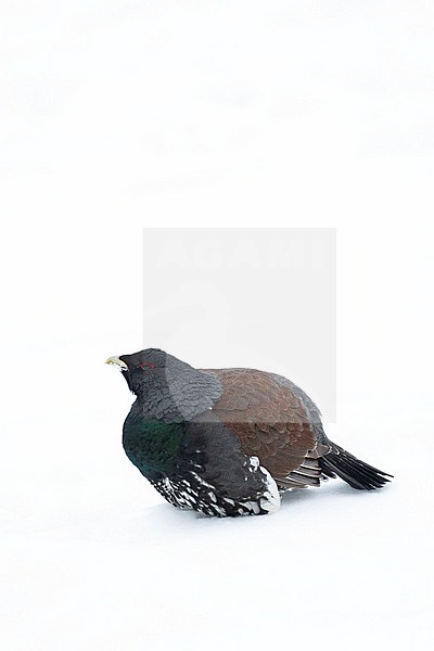Male Western Capercaillie (Tetrao urogallus) during a cold winter in Northern Finland. Standing in a field covered with fresh snow. stock-image by Agami/Marc Guyt,