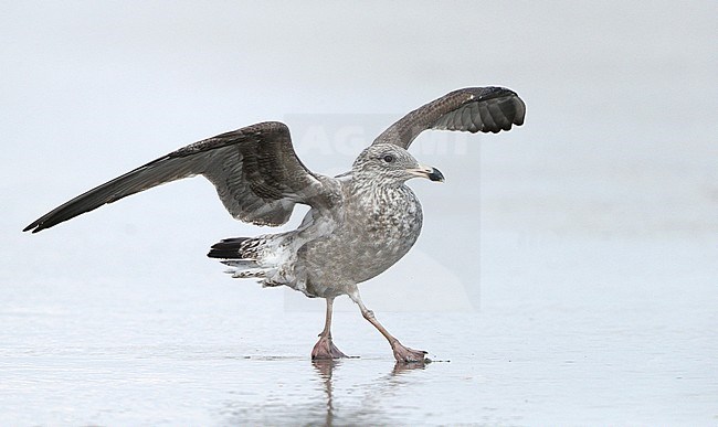 Immature American Herring Gull (Larus smithsonianus) standing on the beach at Stone Harbor, New Jersey, USA. Walking with both wings held above the body. stock-image by Agami/Helge Sorensen,