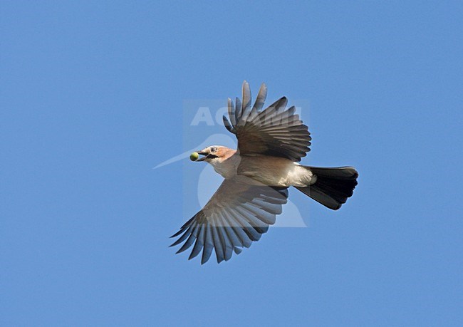 Vliegende Gaai in de blauwe lucht met eikel in de snavel; Flying Eurasian Jay with acorn in its bill. stock-image by Agami/Ran Schols,
