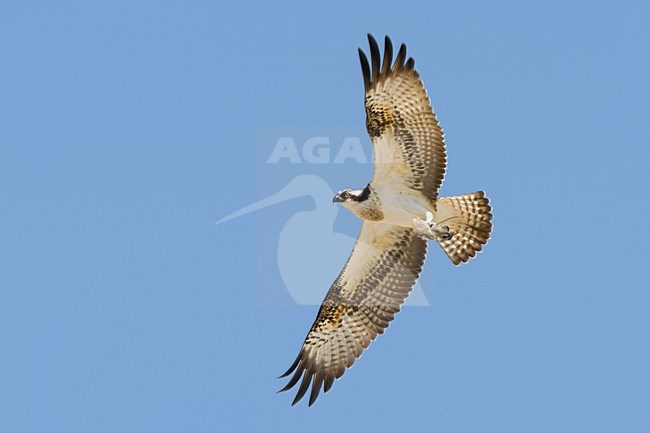 Visarend in vlucht; Osprey in flight stock-image by Agami/Daniele Occhiato,