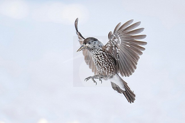 Spotted Nutcracker (Nucifraga caryocatactes) flying over  the snow in bulgarian mountain. stock-image by Agami/Marcel Burkhardt,