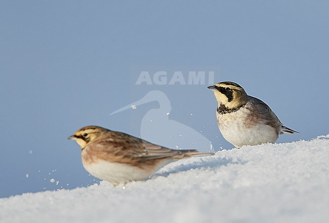 Shore Lark (Eremophila alpestris) Vantaa Finland February 2018 stock-image by Agami/Markus Varesvuo,