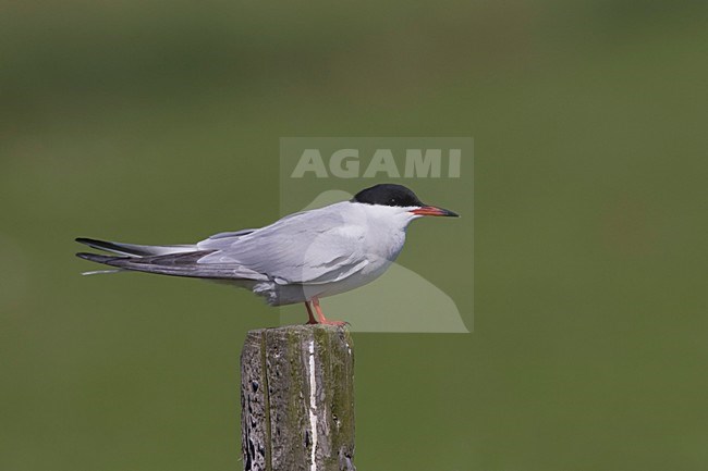 Visdief zittend; Common Tern perched stock-image by Agami/Arie Ouwerkerk,