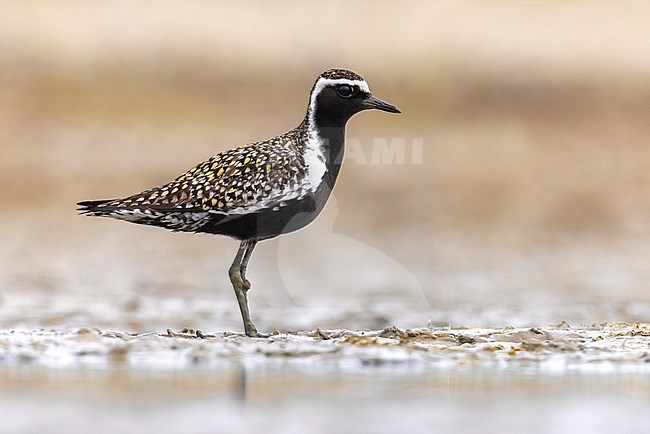 Adult Pacific Golden Plover, Pluvialis fulva, in Italy. stock-image by Agami/Daniele Occhiato,