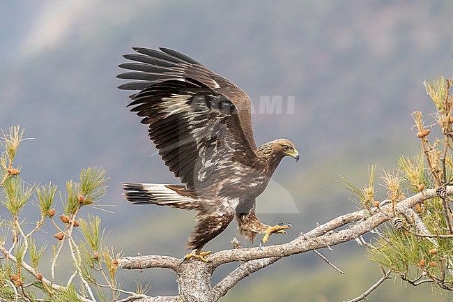 A 1st winter Golden Eagle walking in the branches of pinus nigra salzmanni stock-image by Agami/Onno Wildschut,
