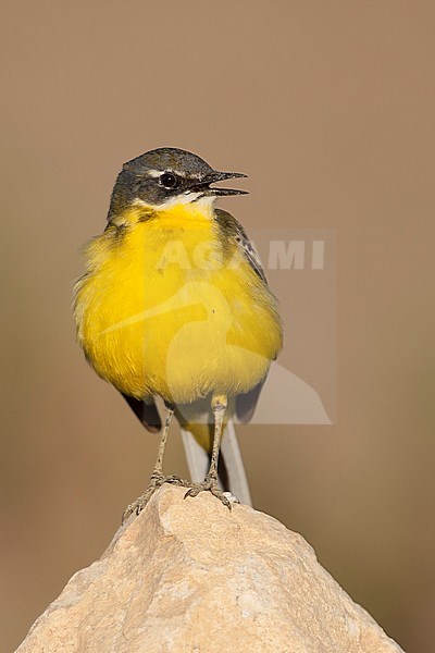 Iberian Yellow Wagtail - Spanische Schafstelze - Motacilla flava ssp. iberiae, Mallorca, adult male stock-image by Agami/Ralph Martin,