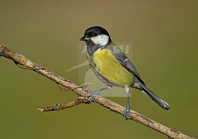 Great Tit, Parus major stock-image by Agami/Alain Ghignone,