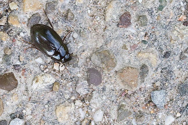 Hydrochara caraboides - Lesser silver water beetle - Kleiner Kolbenwasserkäfer, Germany (Baden-Württemberg), imago stock-image by Agami/Ralph Martin,