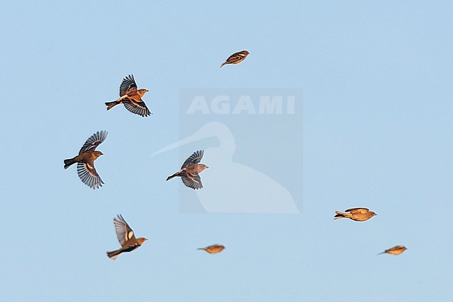 Brambling - Bergfink - Fringilla montifringilla, Germany with Chaffinches stock-image by Agami/Ralph Martin,