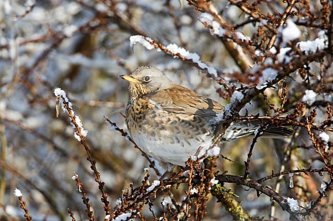 Kramsvogel in de winter; Fieldfare in winter stock-image by Agami/Marc Guyt,