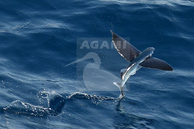 Flying fish species taking off from the ocean surface. stock-image by Agami/Laurens Steijn,