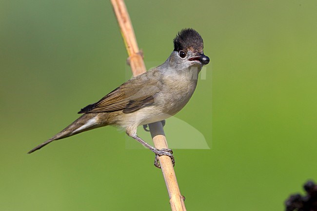 Zwartkop foeragerend op bessen; Eurasian Blackcap foraging on berries stock-image by Agami/Daniele Occhiato,