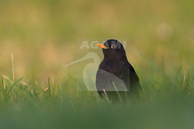 Eurasian Blackbird - Amsel - Turdus merula ssp. merula, Germany, adult male stock-image by Agami/Ralph Martin,