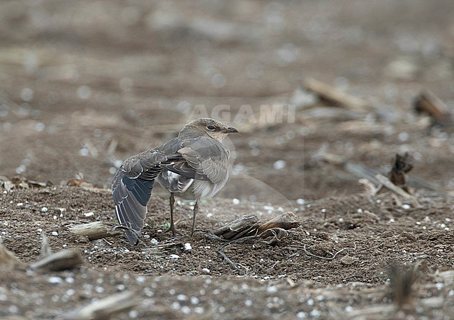 Juvenile Black-winged Pratincole (Glareola nordmanni) moulting into first winter plumage on a dry agricultural field near  Oss, Netherlands. Seen on the back, stretching wing. stock-image by Agami/Karel Mauer,