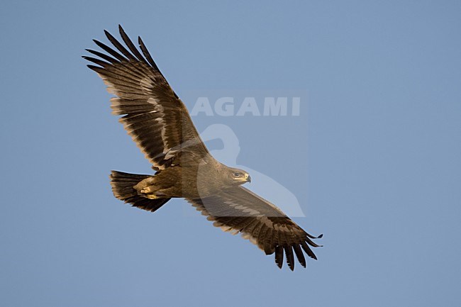 Steppearend in de vlucht; Steppe Eagle in flight stock-image by Agami/Daniele Occhiato,