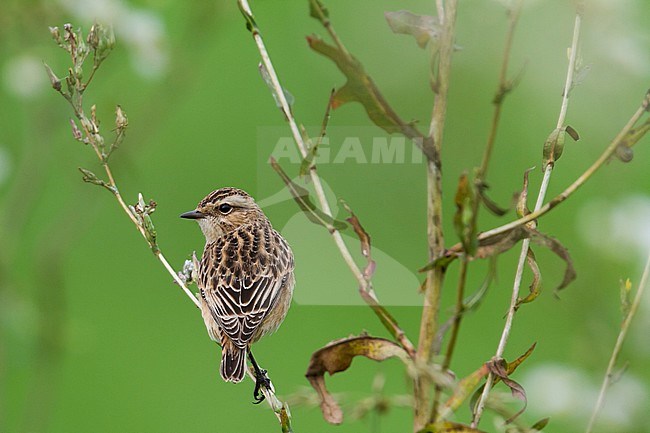 Whinchat - Braunkehlchen - Saxicola rubetra, Germany stock-image by Agami/Ralph Martin,