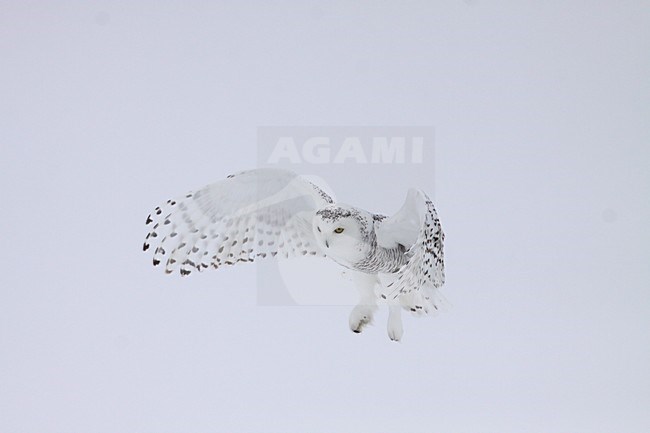 Sneeuwuil vliegend; Snowy Owl flying stock-image by Agami/Chris van Rijswijk,