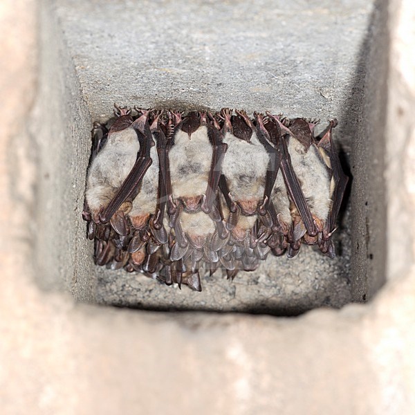 Vale vleermuizen in winterslaap, Greater Mouse Eared Bats in hibernation stock-image by Agami/Theo Douma,