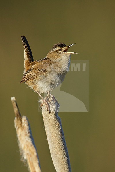 Adult Marsh Wren (Cistothorus palustris) 
perched on top of a reed stick in Lac Le Jeune, British Columbia, Canada. stock-image by Agami/Brian E Small,