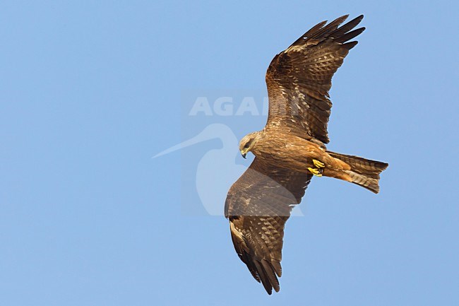 Juveniele Zwarte Wouw in de vlucht; Juvenile Black Kite in flight stock-image by Agami/Daniele Occhiato,