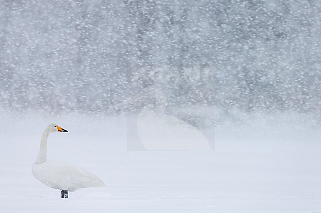 Wilde Zwaan in de sneeuw, Whooper swan in the snow stock-image by Agami/Markus Varesvuo,