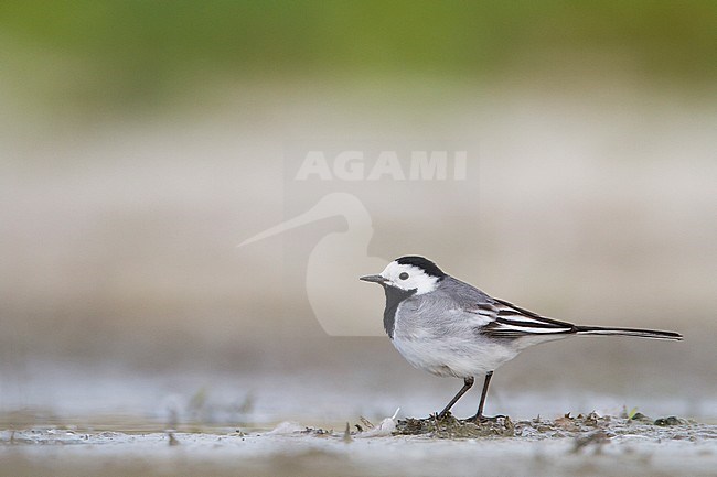 Witte Kwikstaart zittend op grond; White Wagtail perched on ground stock-image by Agami/Menno van Duijn,