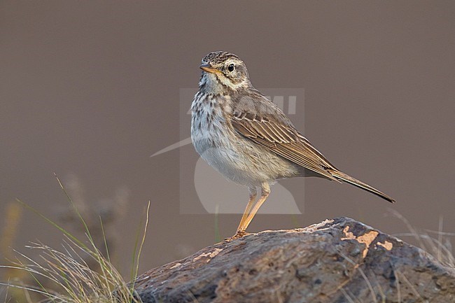 Berthelot's Pipit; Anthus berthelotii stock-image by Agami/Daniele Occhiato,