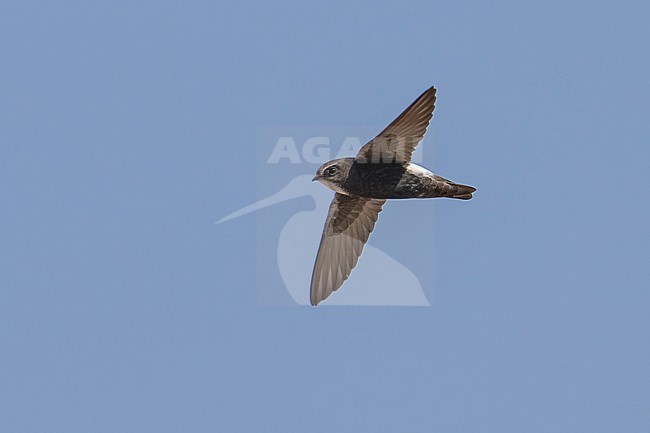 Plain Swift (Apus affinis) flying against blue sky in Namibia. stock-image by Agami/Marcel Burkhardt,