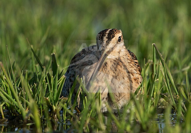 Watersnip, Common Snipe,Gallinago media stock-image by Agami/Hans Germeraad,