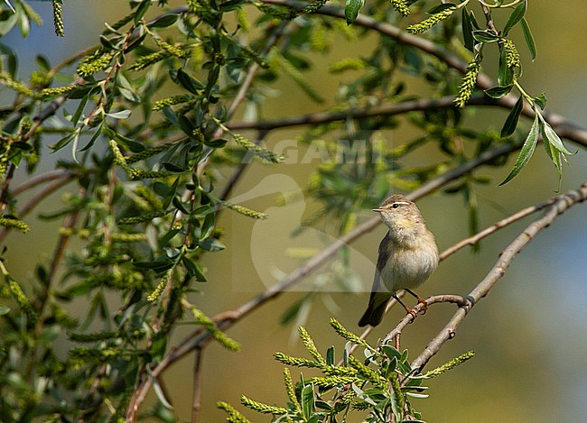 Iberian Chiffchaff (Phylloscopus ibericus) in the Netherlands. stock-image by Agami/Marc Guyt,