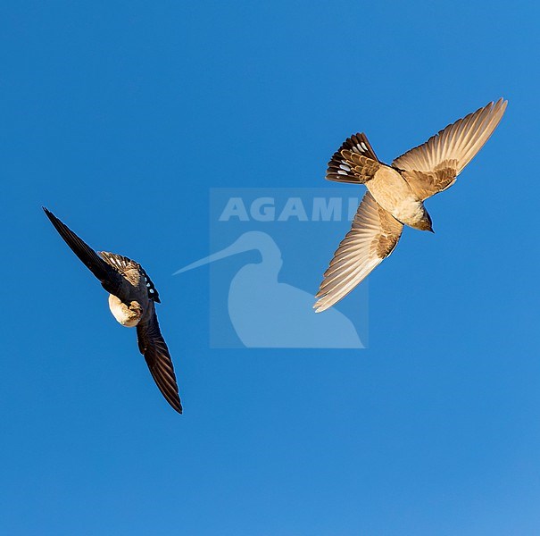 Crag Martin (Ptyonoprogne rupestris) in flight in Spain. Seen from below. stock-image by Agami/Marc Guyt,