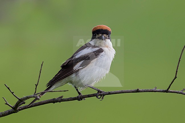 Mannetje Roodkopklauwier op tak; Woodchat Shrike male on a branch stock-image by Agami/Daniele Occhiato,