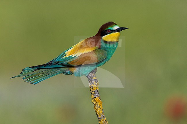 Europese Bijeneter; European Bee-eater stock-image by Agami/Daniele Occhiato,