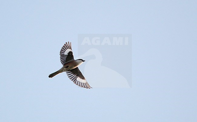 Lesser Grey Shrike (Lanius minor) in flight at Kiskunsag, Hungary. Flying overhead. stock-image by Agami/Helge Sorensen,