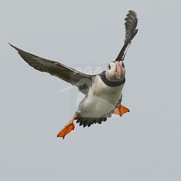 Papegaaiduiker in de vlucht; Atlantic Puffin in flight stock-image by Agami/Han Bouwmeester,