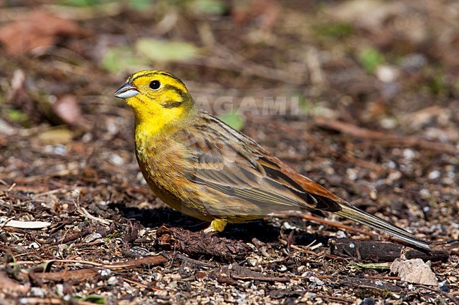 Mannetje Geelgors, Male Yellowhammer stock-image by Agami/Wil Leurs,