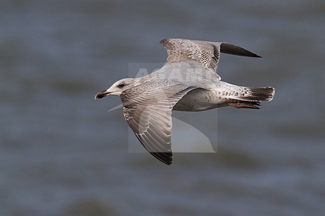 Onvolwassen Zilvermeeuw in de vlucht; Immature Herring Gull in flight stock-image by Agami/Chris van Rijswijk,