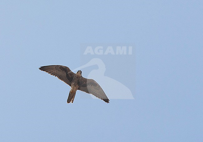 Lanner falcon in flight stock-image by Agami/Roy de Haas,