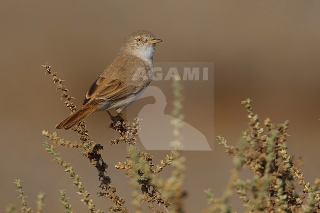 Woestijngrasmus in lage struikjes Asian Desert Warbler is low scrub stock-image by Agami/Daniele Occhiato,