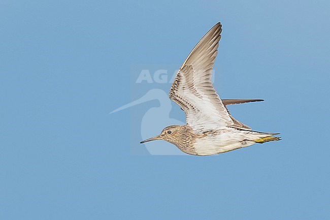 Adult breeding
Galveston Co., TX
May 2023 stock-image by Agami/Brian E Small,